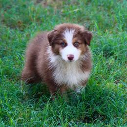 Victor (Blue) - Red tri-color male Australian Shepherd puppy in Navasota, Texas from Triple MMM Kennel