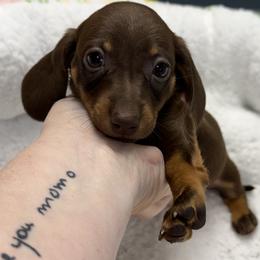 Dachshunds from The Southern Sasuage Co
