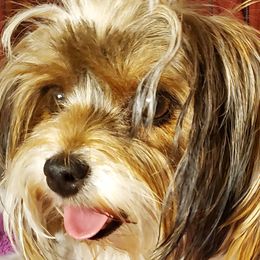 Fiona - Morkie