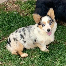 Maggie - American Corgi