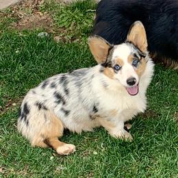 Maggie - American Corgi