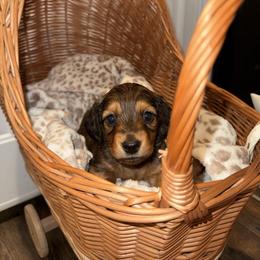King - Red male Dachshund puppy in Pontotoc, Mississippi from Toddy Kennels