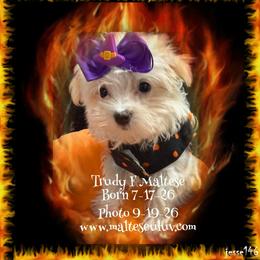 Girl 1 - female Maltese puppy in Silverhill, Alabama from Malteseuluv’s Tiny Treasurers