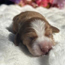 Barnacle ( Barney) short hair - Red male Dachshund puppy in Lakeland, Florida from Elite Doxies Florida