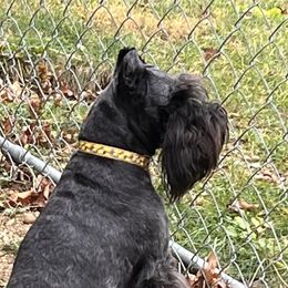 Ellie - Miniature Schnauzer