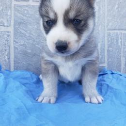 Cupid - Gray and white male Siberian Husky puppy in Mccool Junction, Nebraska from Sininger Lagoon