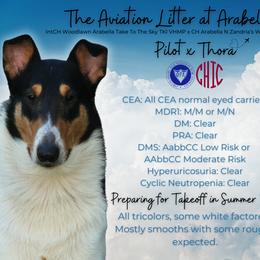 Collie puppies from Arabella Collies