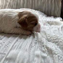 Autumn - Blenheim female Cavapoo puppy in Bloomfield, New York from Campbell Cavapoos
