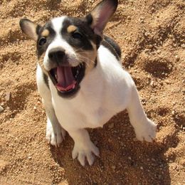 Rat Terrier Puppies from Dynamite Rat Terriers