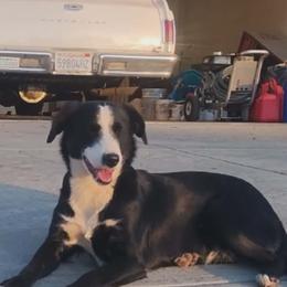 Lady - Australian Shepherd