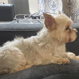 Clara - Yorkshire Terrier
