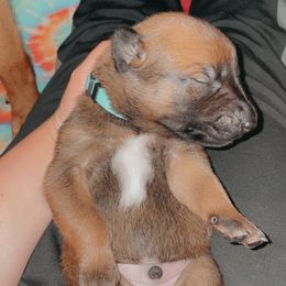 Belgian Malinois Puppies from Pyrex Kennels