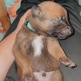 Belgian Malinois Puppies from Pyrex Kennels