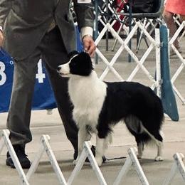 Savvy - Border Collie