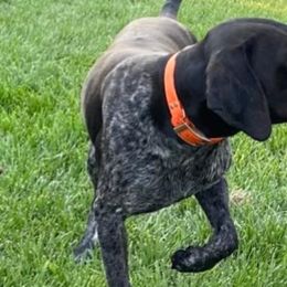 German Shorthaired Pointers from Stealth Pointers