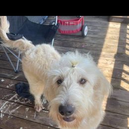 Goldendoodle and Poodle All Grown Up from Standard Poodles and Doodles of Alabama