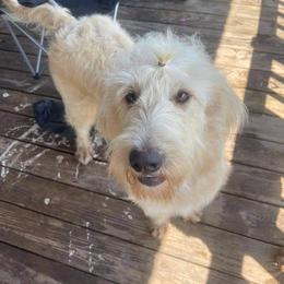 Goldendoodle and Poodle All Grown Up from Standard Poodles and Doodles of Alabama