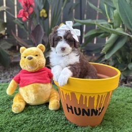 Aussiedoodle Puppies from Silva Ranch Doodles