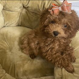 Poodle Puppies from Toy Poodles 305