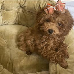 Poodle Puppies from Toy Poodles 305
