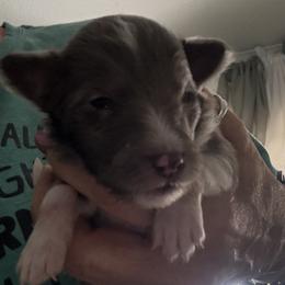 Eden - White blue merle female Shetland Sheepdog puppy in New Waterford, Ohio from Georgina's Shetland Sheepdog