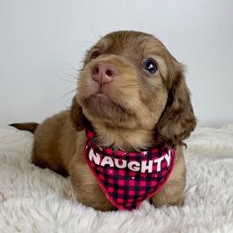 Ralphie - Chocolate and cream male Dachshund puppy in Perris, California from The Dach House