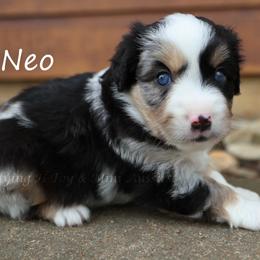 Neo - Blue merle male Toy Australian Shepherd puppy in Godley, Texas from Flying H Toy and Mini Aussies