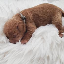Miss Gray - Brown female Schnoodle puppy in Leitchfield, Kentucky from Eveleigh Acres Puppies