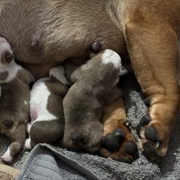 Baby Boy 1 - Red and white male Bulldog puppy in Geraldine, Alabama from Rathbone Bulldogs