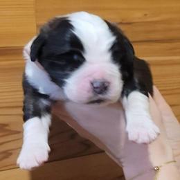 Abraham - Brown and white male Saint Bernard puppy in Lowpoint, Illinois from Minnie's Majestic Saints