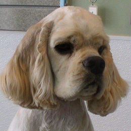 Cocker Spaniel and Shih Tzu All Grown Up from Newsong Cockers & Shih Tzu