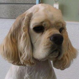Cocker Spaniel and Shih Tzu All Grown Up from Newsong Cockers & Shih Tzu