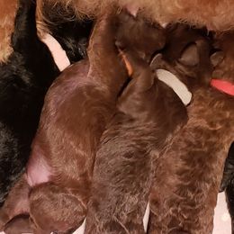 Poodles from Paw Print Farms