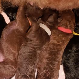 Poodles from Paw Print Farms