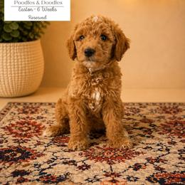 Easton - Apricot male Goldendoodle puppy in Lake Charles, Louisiana from Perfect Fit Poodles & Doodles