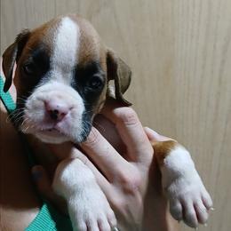 Brady - Fawn male Boxer puppy in Cannon Falls, Minnesota from Pattys Boxers and Bulldogs