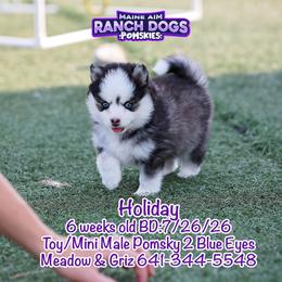 Holiday - Black and white male Pomsky puppy in Humeston, Iowa from M.A.R. Dogs