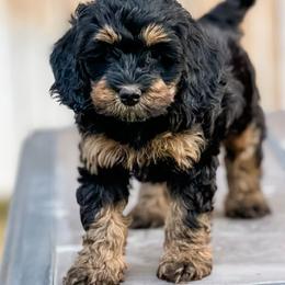 Bernedoodle, Goldendoodle, and Golden Mountain Doodle Puppies from Magic Valley Family Doodles