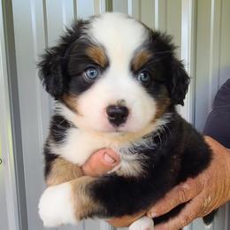 Miniature Australian Shepherd puppies from Beasley Acres Aussies