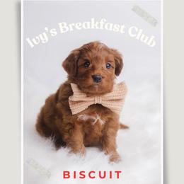 Biscuit - Red  male Goldendoodle puppy in New Lenox, Illinois from New Doods On The Block
