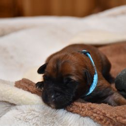 Luna - Wheaten female Soft Coated Wheaten Terrier puppy in Kirksville, Missouri from BellSharps Australian Shepherds