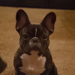 Cookee - French Bulldog