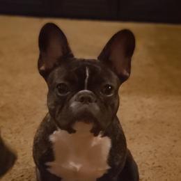 Cookee - French Bulldog