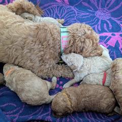Double Doodle and Goldendoodle Puppies from Big Red Paw Doodles