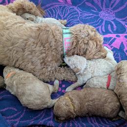 Double Doodle and Goldendoodle Puppies from Big Red Paw Doodles