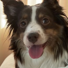 Audi - Miniature Australian Shepherd