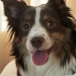 Audi - Miniature Australian Shepherd