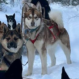 Xoots - Alaskan Malamute