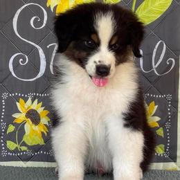 Boy 2 - male Australian Shepherd puppy in San Antonio, Texas from Small Time Ranch
