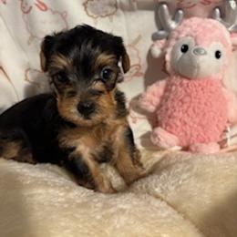 Rose - Blue and gold female Yorkshire Terrier puppy in Bee Branch, Arkansas from Fox Ridge Kennels